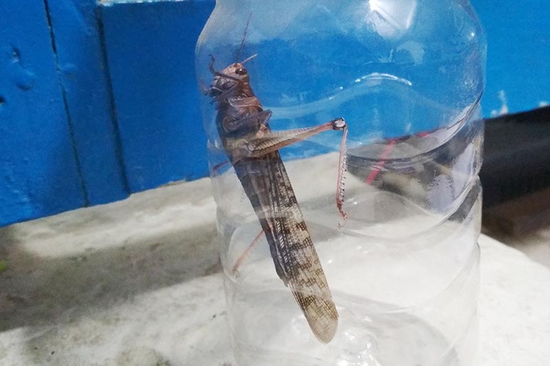 This image shows a locust trapped in a transparent water bottle, in Kathmandu, on Tuesday, June 30, 2020. A huge swarm of locusts were seen in the sky over Kathmandu valley on Tuesday. Photo: Suresh Chaudhary/THT