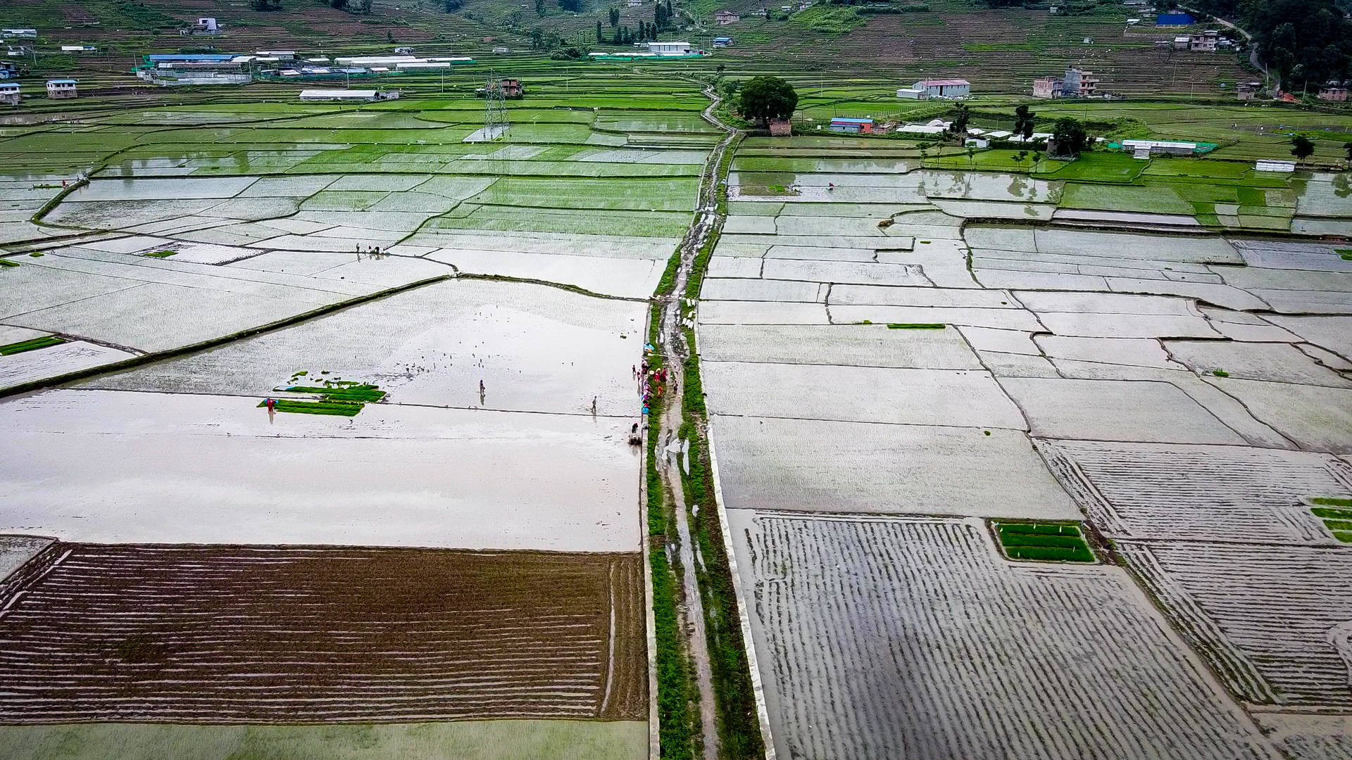 An aerial view of farmers planting rice seedlings in paddy fields with the approach of the rice planting season, in Khokana, Lalitpur, as seen on Monday, June 22, 2020. Photo: Naresh Shrestha/THT