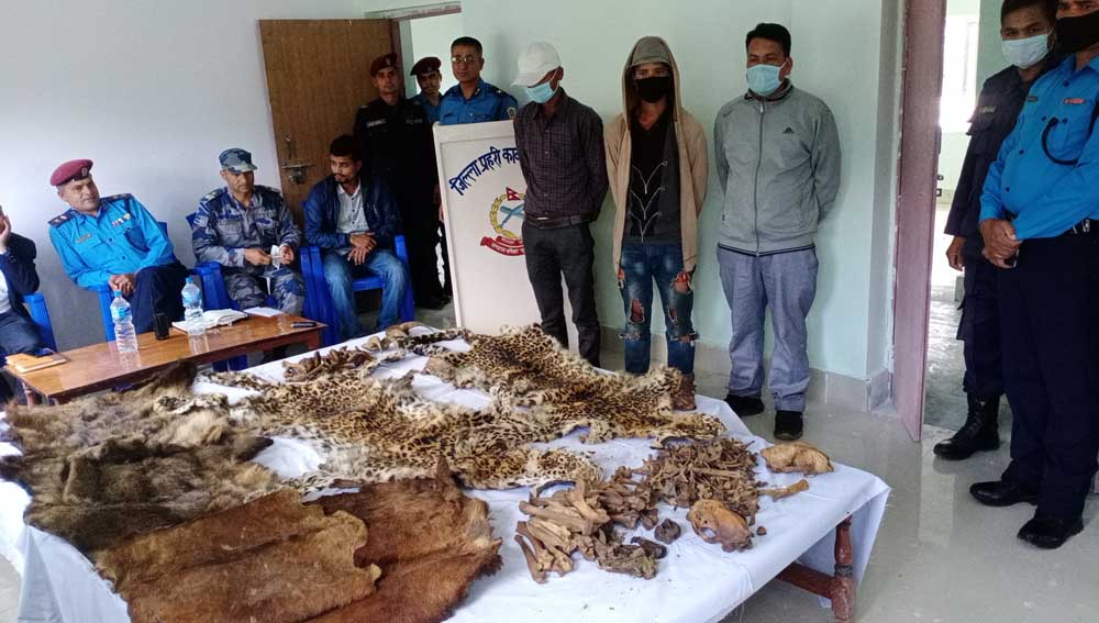 Police making suspects public along with seized animal hide and skin at the DPO, in Bajura, on Tuesday, June 23, 2020. Photo: Prakash Singh/THT