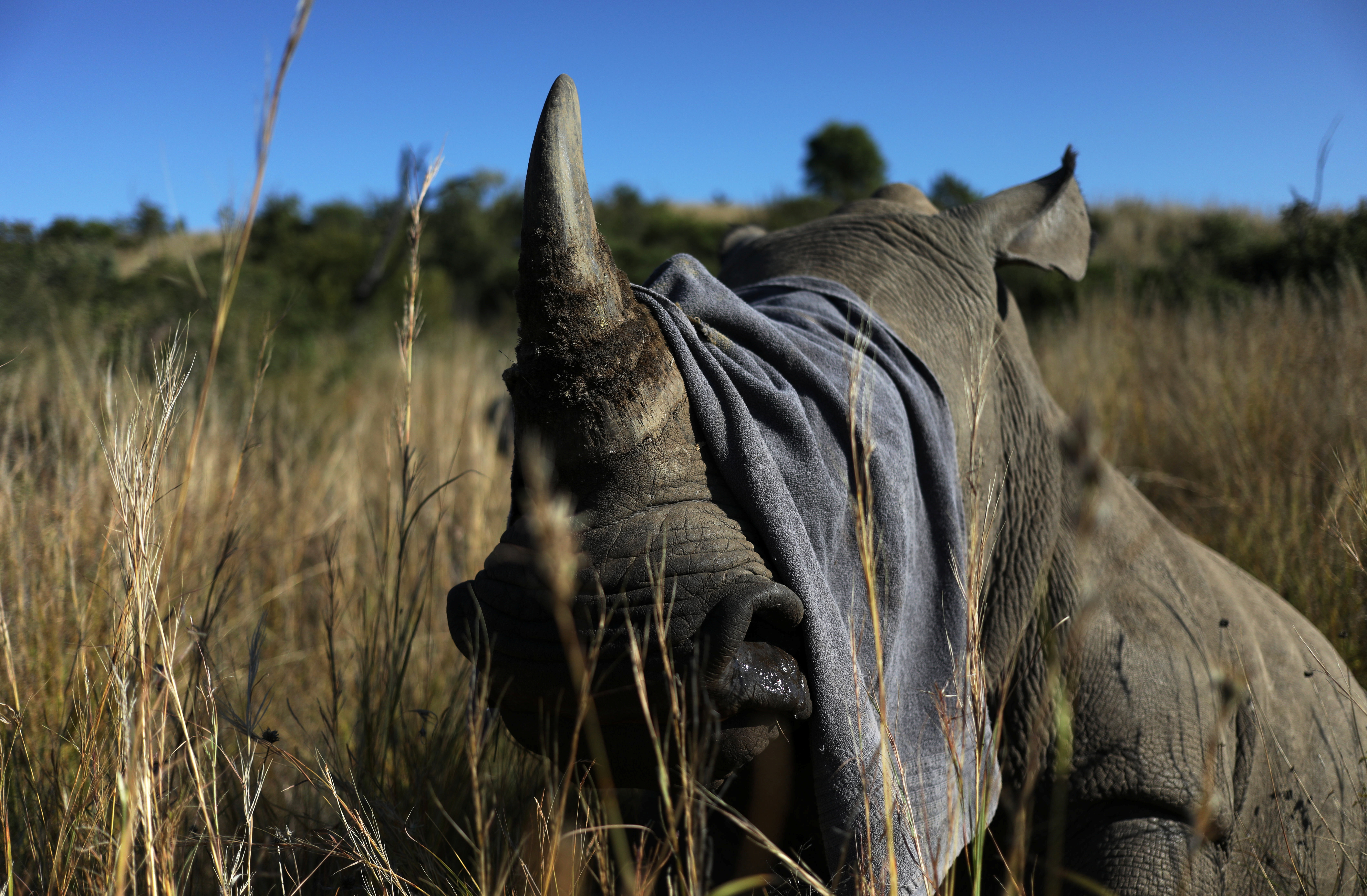 A towel is used to cover the eyes of a tranquillised rhino before it is dehorned in an effort to deter poaching, amid the spread of the coronavirus disease (COVID-19), at the Pilanesberg Game Reserve in North West Province, South Africa, May 12, 2020. Picture taken May 12, 2020. Photo: Reuters