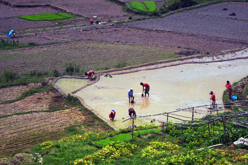 A group of farmers carry out the planting for the season in their fields, in Salyantar, Lalitpur, on Saturday, June 13, 2020. Photo: Balkrishna Thapa Chhetri/THT