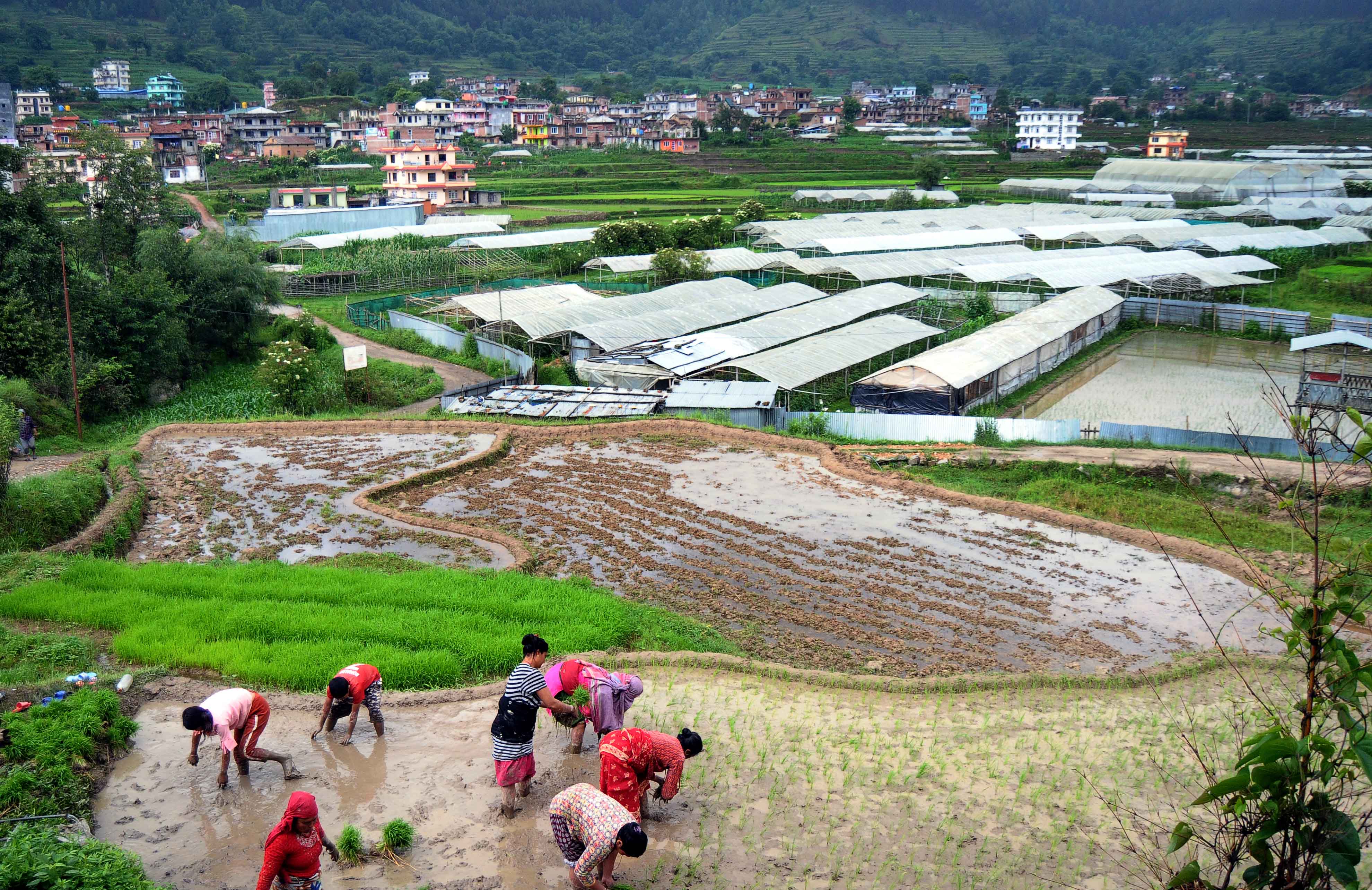 Due to early monsoon this year, farmers are planning to finish paddy plantation before mid-Ashad. Seen in the picture are farmers planting paddy saplings in Thapagaun, Lalitpur, on Friday. Photo: Balkrishna Thapa Chhetri/THT