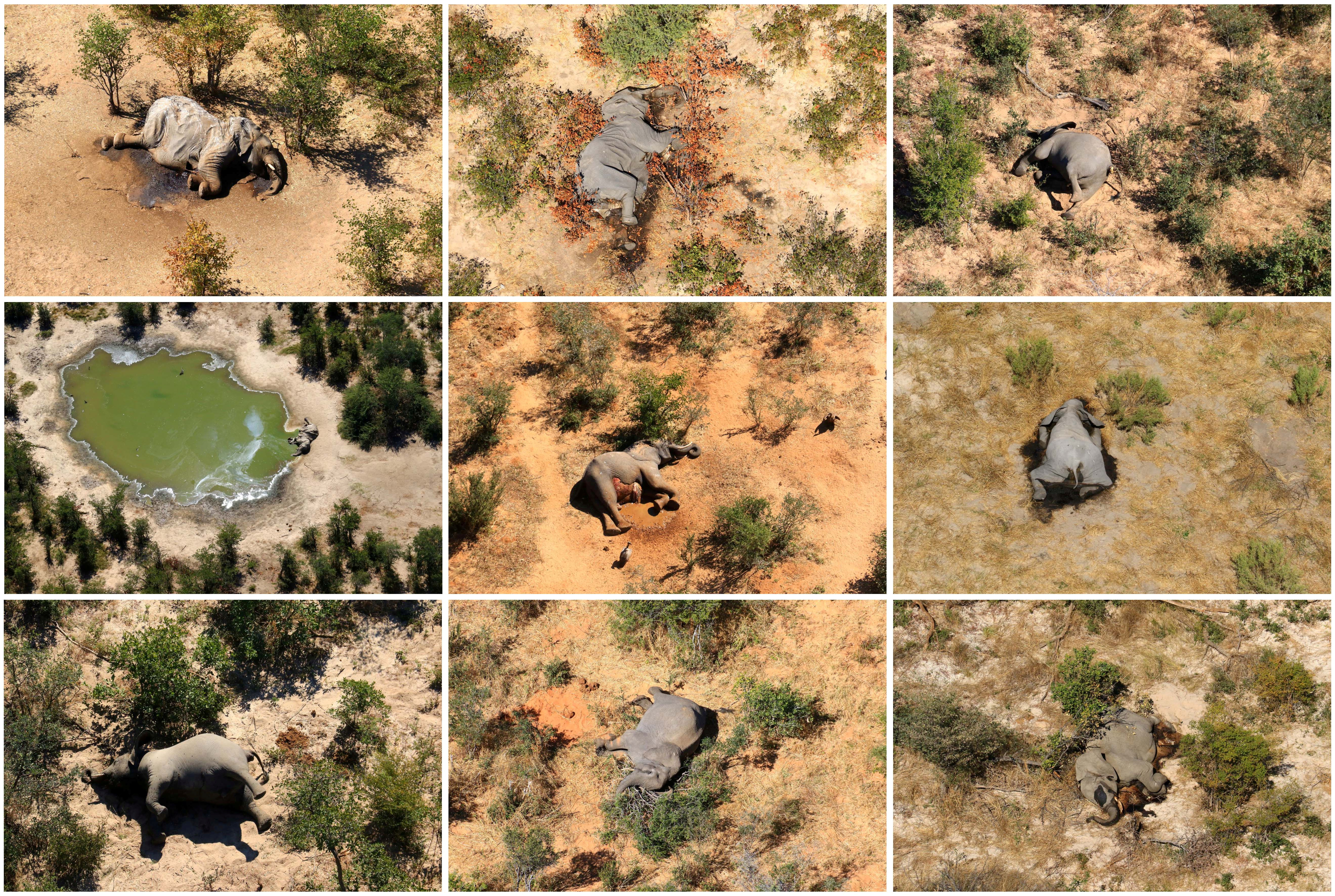 A combination photo shows dead elephants in Okavango Delta, Botswana May-June, 2020. Photo: Reuters