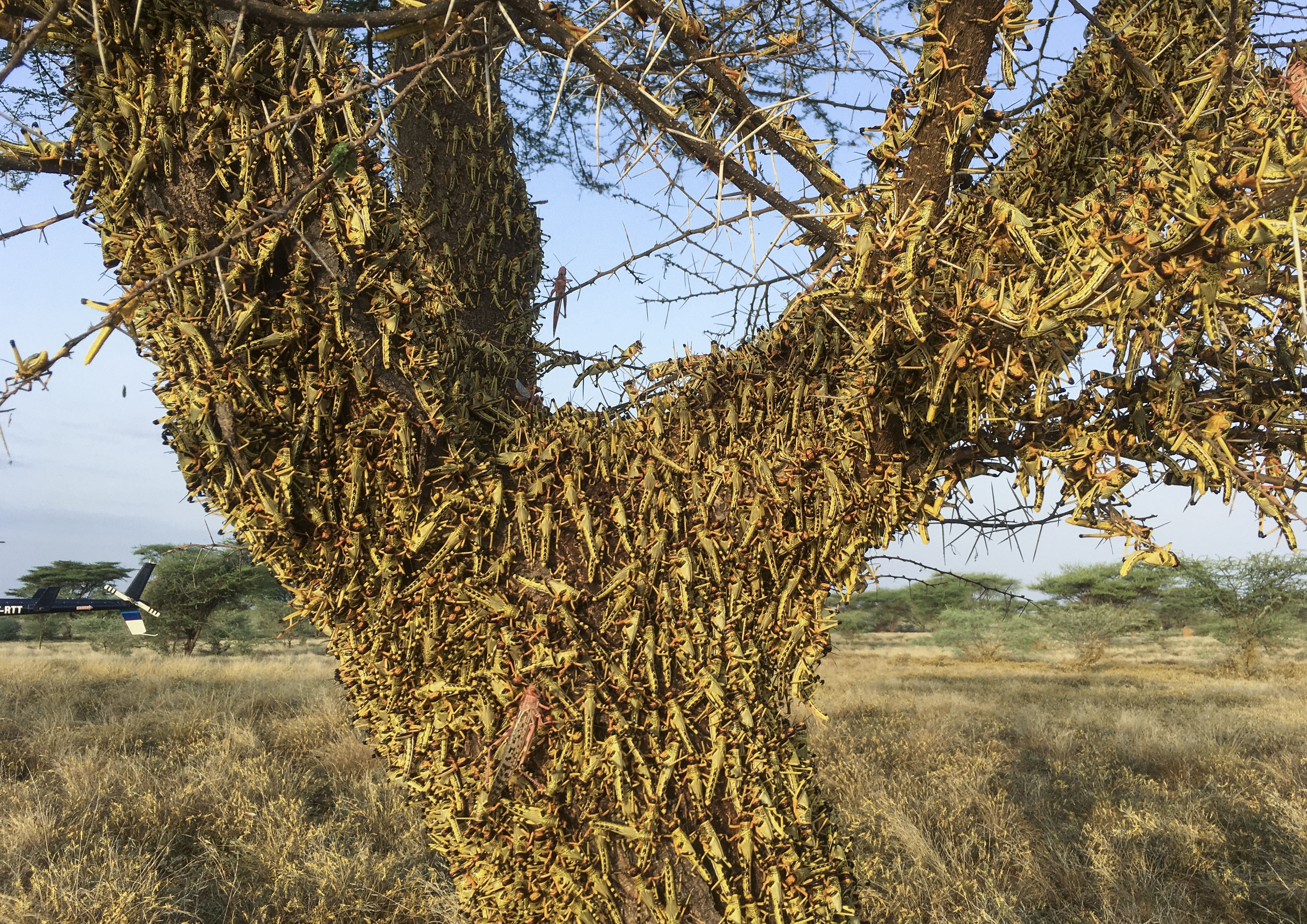 Locusts swarm on a tree south of Lodwar town in Turkana county, northern Kenya Tuesday, June 23, 2020. The worst outbreak of the voracious insects in Kenya in 70 years is far from over, and their newest generation is now finding its wings for proper flight. Photo: AP