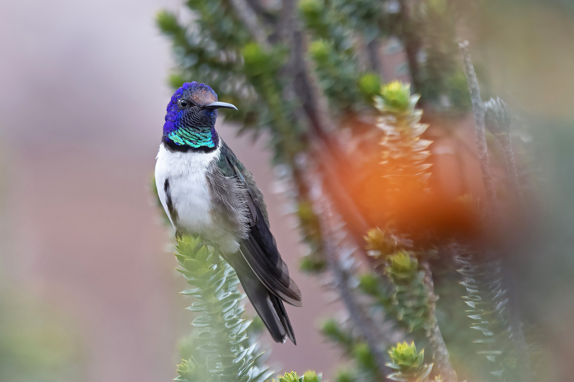 This 2018 photo provided by Paolo David Escobar shows a male Hillstar hummingbird perched on a Chuquiraga jussieui flower in Ecuador. A study released on Friday, July 17, 2020 finds that the species of hummingbirds can sing and hear frequencies beyond the range of other birds. The unusually high-pitched songs may help the birds woo above background noises in their windy, mountain environment. Photo: AP