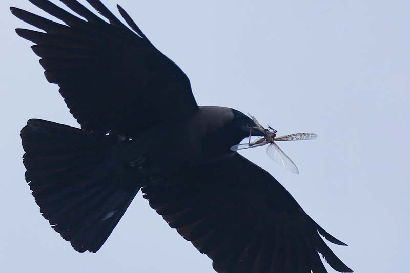 A crow feeds on a locust in the sky over Kathmandu, on Tuesday, June 30, 2020. Photo Skanda Gautam/THT