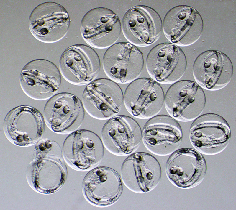 This 2014 microscope photo provided by Dr. F. Dahlke shows 1.5 mm diameter eggs of Atlantic cod (Gadus morhua). Global warming looks like it will be a far bigger problem for the worldu0092s fish species than scientists first thought, since a study led by Dahlke released on Thursday, July 2, 2020 shows that when fish are spawning or are embryos they are far more vulnerable to hotter water. Photo: Dr. F. Dahlke via AP