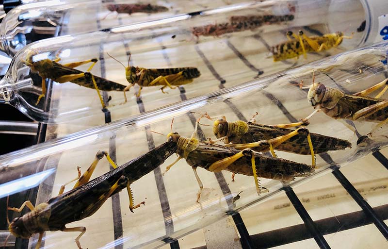 Locusts used for research are seen inside glass tubes inside a laboratory at the International Centre of Insect Physiology and Ecology (ICIPE), an international scientific research institute, in Nairobi, Kenya, on  June 24, 2020. Photo: Reuters