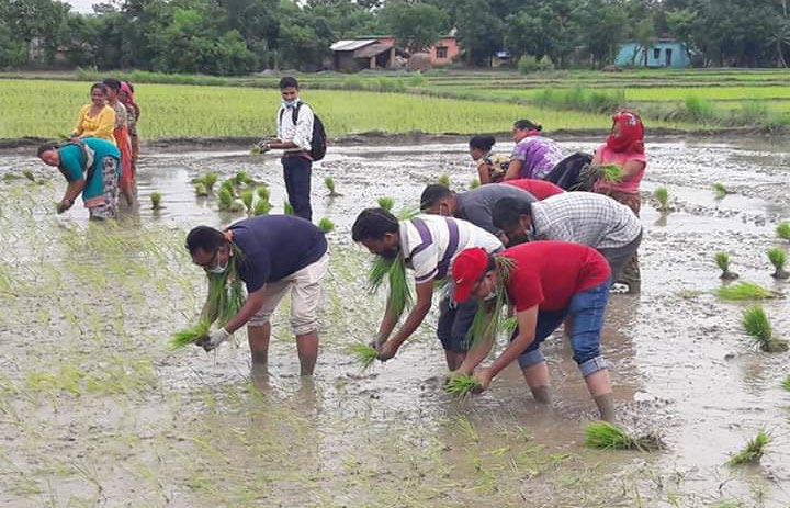Men and women planting paddy saplings in Fattepur, Banke, on Tuesday. Photo: THT