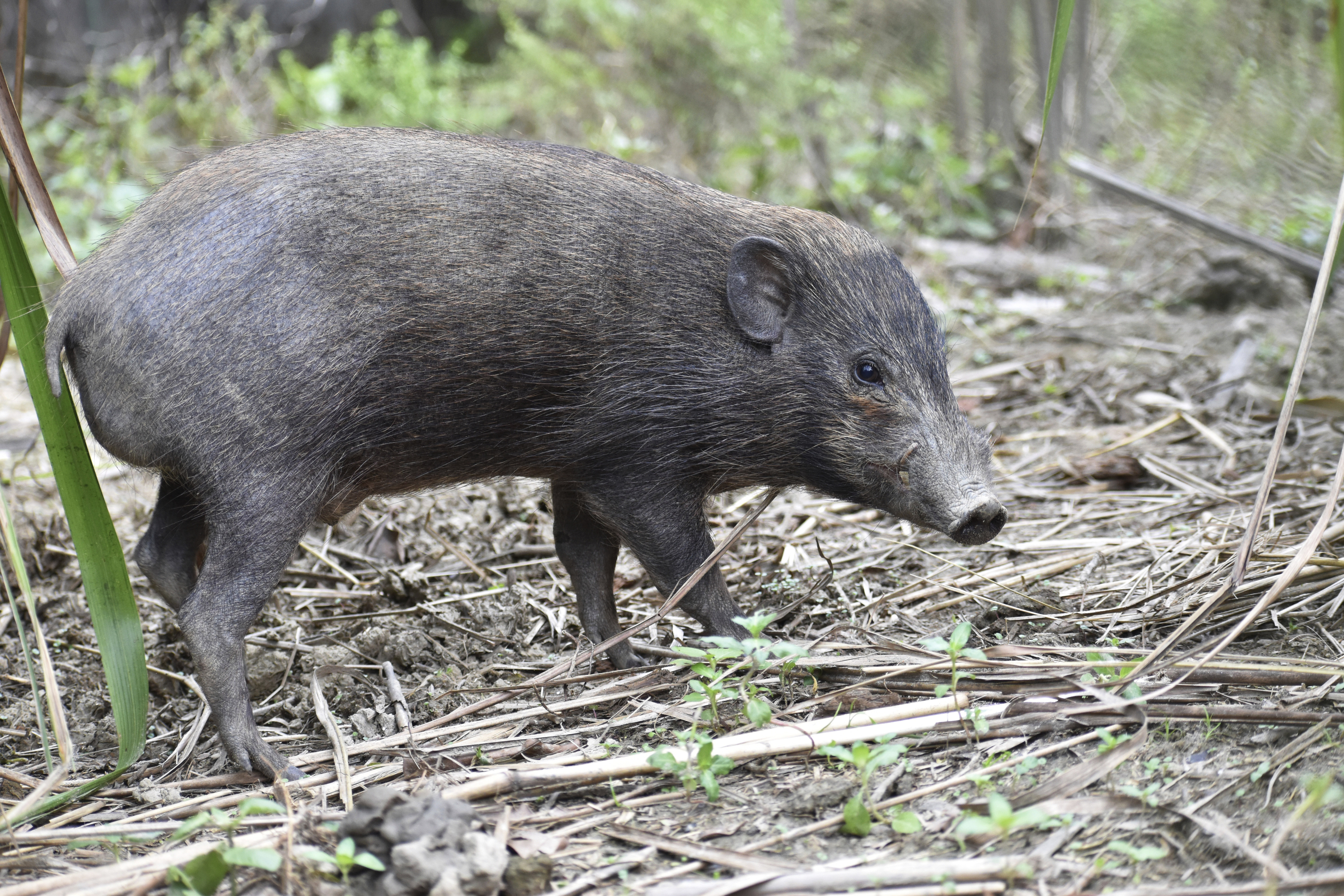 This undated photo provided by the Durrell Wildlife Conservation Trust in July 2020 shows an adult male pygmy hog in India. Pygmy hogs are among the few mammals u2014 and the only pig u2014 that build elaborate nests out of dried grass to live in families of four and five year around. Photo: AP