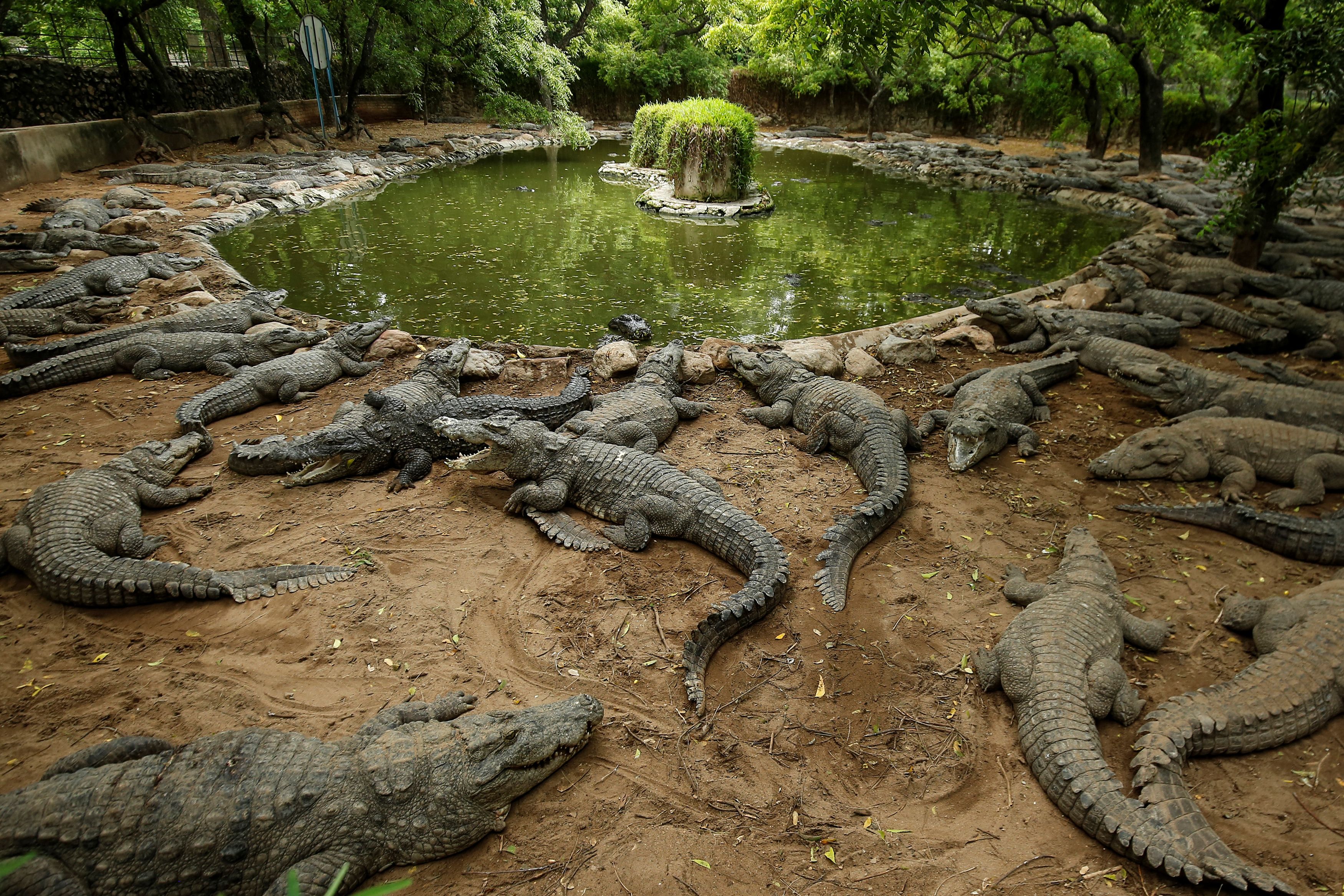 Crocodiles rest in their enclosure at the Madras Crocodile Bank, closed due to the outbreak of coronavirus disease (COVID-19), in Mahabalipuram, India, August 3, 2020. Photo: Reuters 