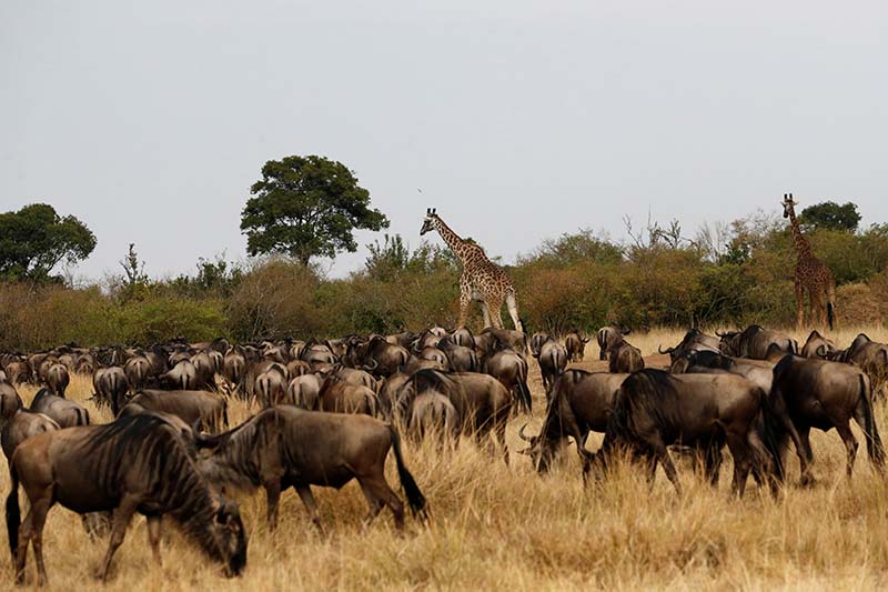 Giraffes are seen among wildebeests (Connochaetes taurinus) as they prepare to cross the Mara river during their migration to the greener pastures, between the Maasai Mara game reserve and the open plains of the Serengeti, southwest of Nairobi, in the Maasai Mara game reserve, Kenya, on August 9, 2020. Photo: Reuters