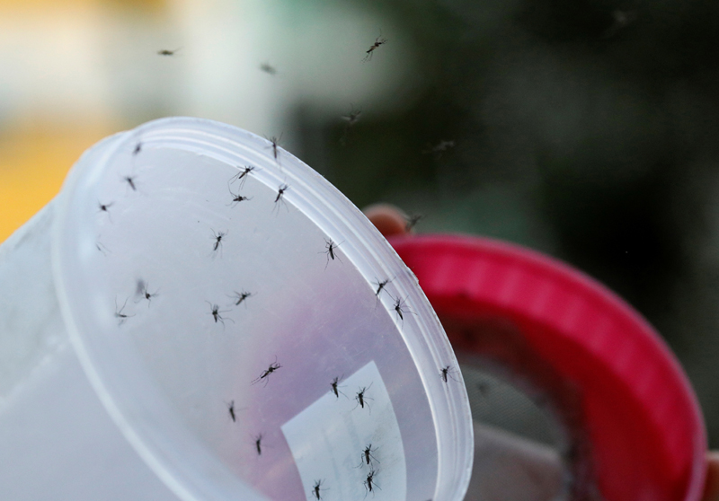 Male Wolbachia-aedes aegypti mosquitos are released at a public housing estate test site in Singapore August 27, 2020. Picture taken August 27, 2020. Photo: Reuters