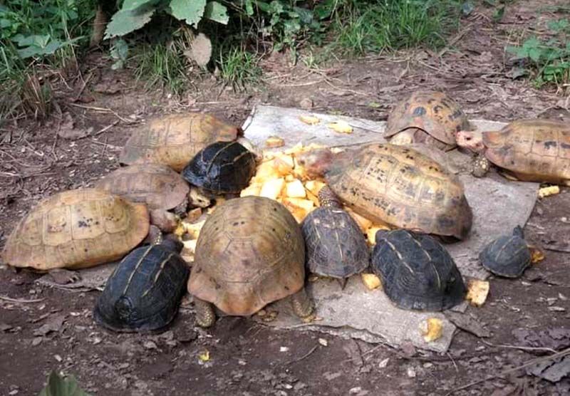 Tortoises devour food at crocodile breeding centre in Chitwan National Park, Chitwan district, on Friday, September 25, 2020. Photo: Bed Bahadur Khadka/CNP