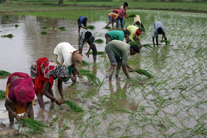 Farmers plant saplings in a rice field on the outskirts of Ahmedabad, India, July 5, 2019. Photo: Reuters/File