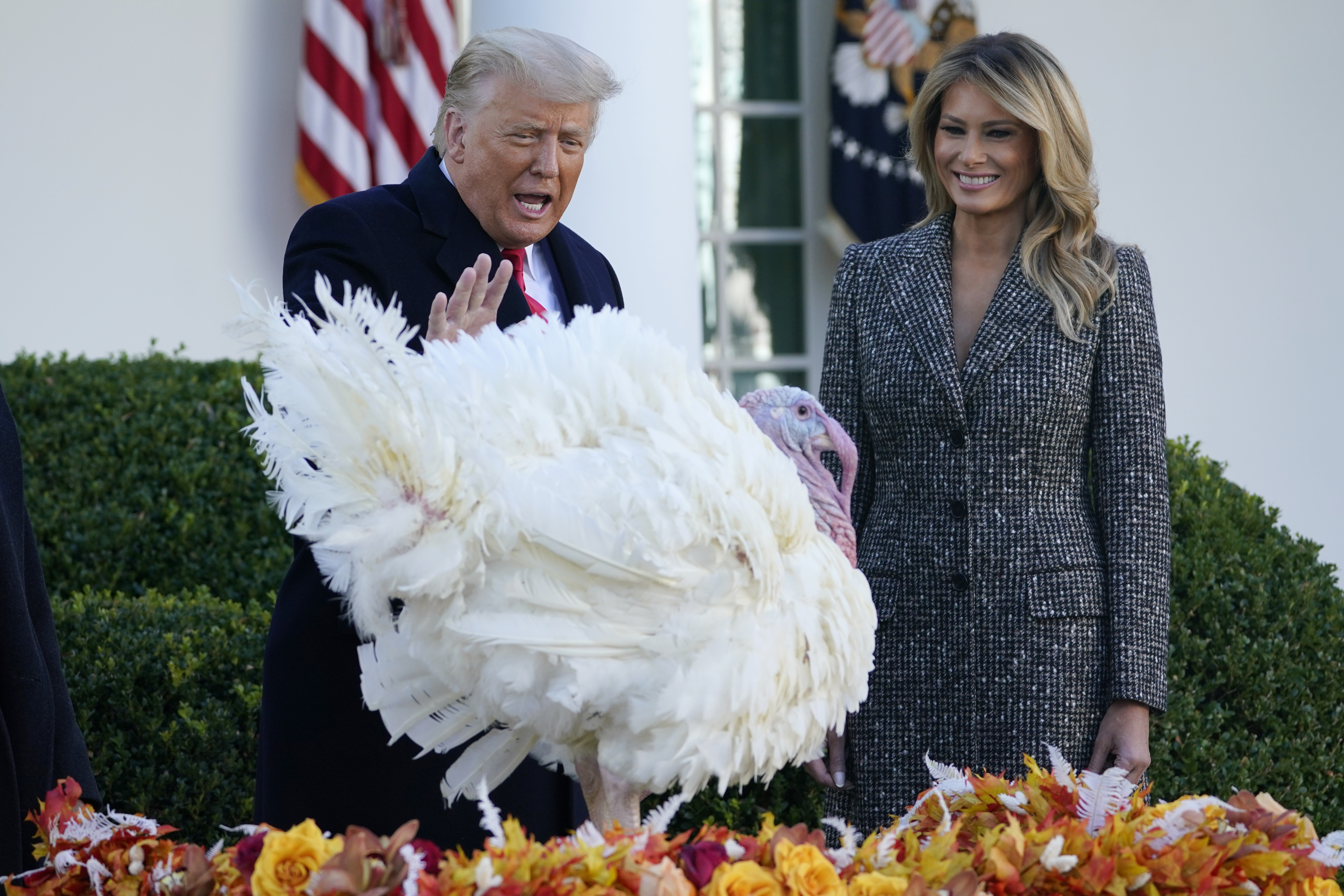 President Donald Trump pardons Corn, the national Thanksgiving turkey, in the Rose Garden of the White House, Tuesday, Nov. 24, 2020, in Washington, as first lady Melania Trump watches. Photo: AP