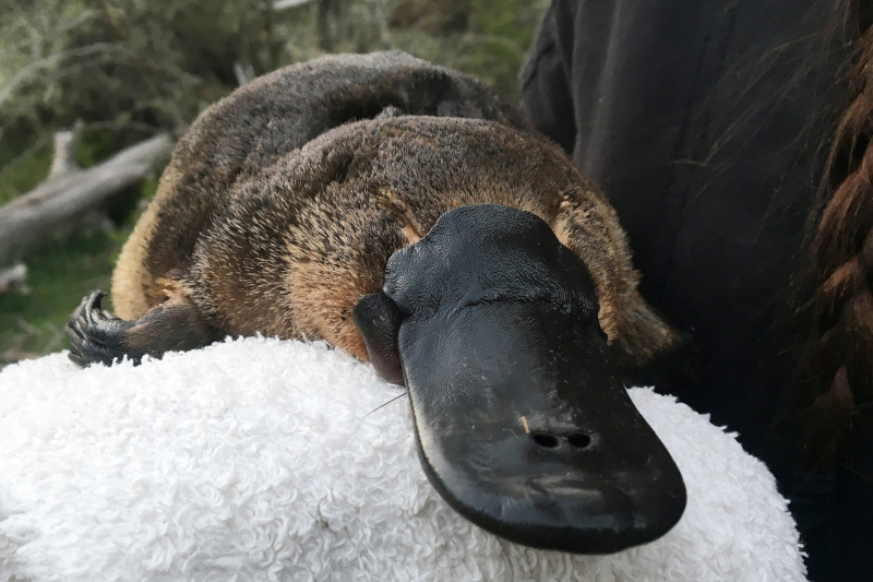 A supplied undated image obtained January 20, 2020 shows a platypus being surveyed by researchers for the Platypus Conservation Initiative in New South Wales, Australia.  Photo: AAP Image/Supplied by UNSW via Reuters