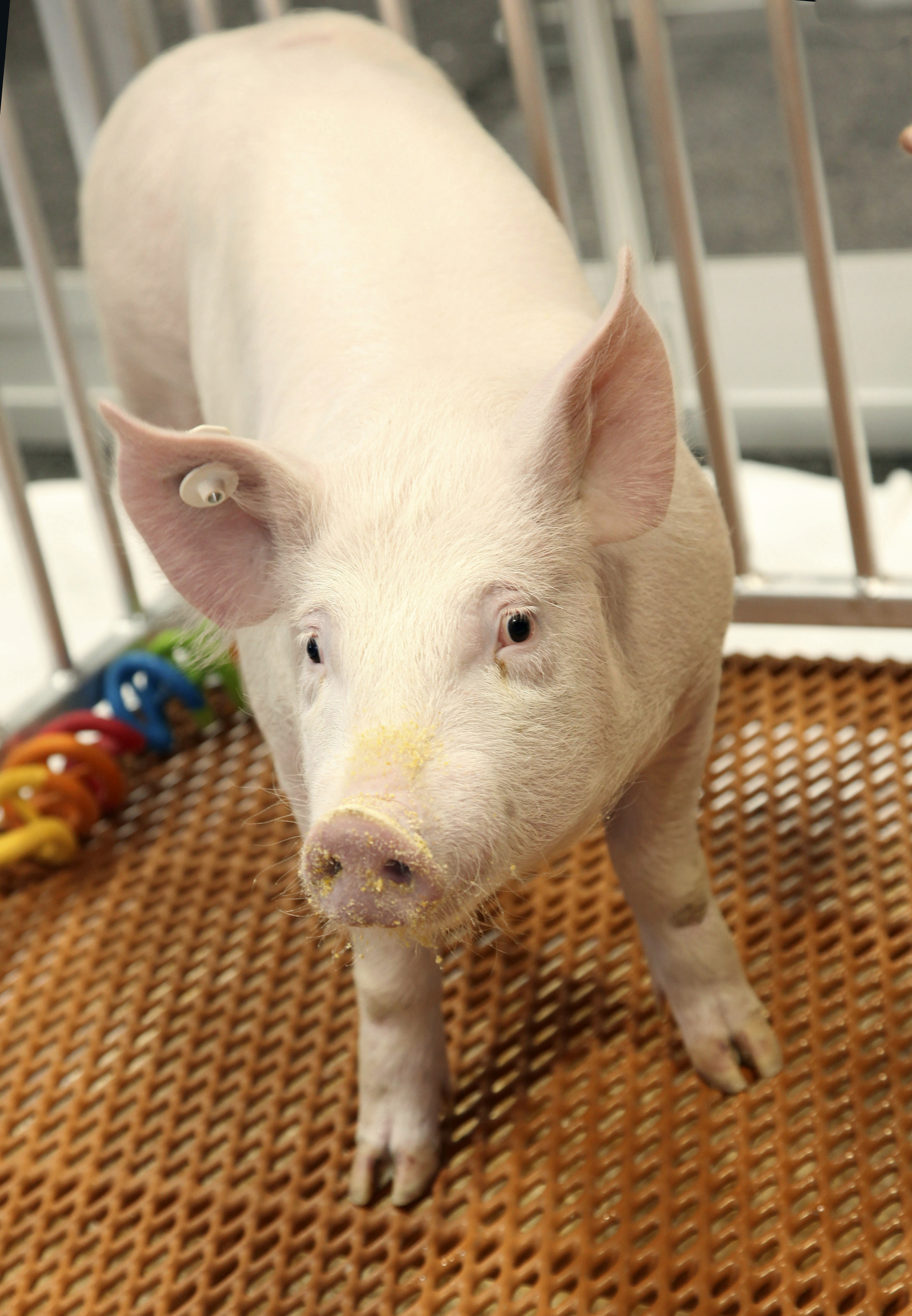 This undated photo provided by Revivicor, Inc., a unit of United Therapeutics, shows a genetically modified pig. U.S. regulators have approved a genetically modified pig for food and medical products, making it the second such animal to get the green light for human consumption -- but United Therapeutics, the company behind it says there are no imminent plans for its meat to be sold. Photo: AP