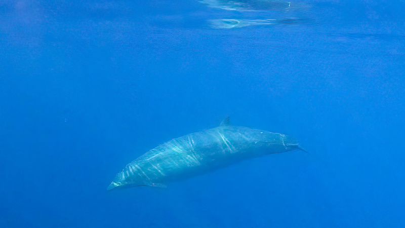 A possibly new species of beaked whales swims underwater in this undated photo provided by the Sea Shepherd. Photo: Simon Ager/Sea Shepherd/CONANP/Handout via Reuters