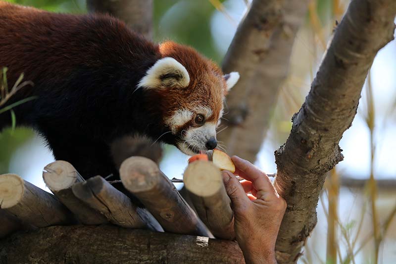 A red panda is fed inside its enclosure after arriving from Japan as part of a worldwide conservation project of this animal in danger of extinction at the Buin Zoo in Buin, Santiago, Chile, on December 3, 2020. Photo: Reuters
