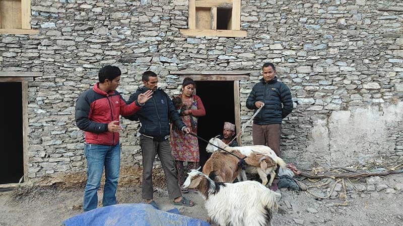 This image shows Shanti Sewa Griha representatives handing over three nanny goats to Dhana Bahadur Rawat in Rawatwada of Budhinanda Municipality-1 in Bajura district, on Thursday, December 17, 2020. Photo: Prakash Singh/THT