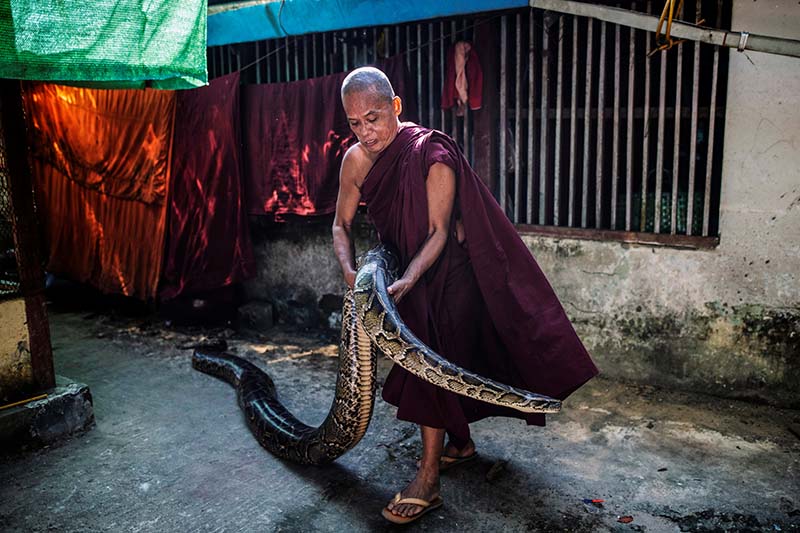 A Buddhist monk holds a Burmese python at a monastery that has turned into a snake sanctuary on the outskirts of Yangon, Myanmar, November 26, 2020. Picture taken November 26, 2020. Photo: Reuters