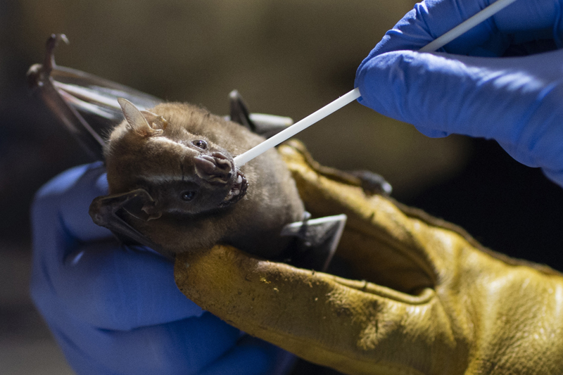 A researcher for Brazil's state-run Fiocruz Institute takes an oral swab sample from a bat captured in the Atlantic Forest, at Pedra Branca state park, near Rio de Janeiro, Tuesday, Nov. 17, 2020. Photo: AP