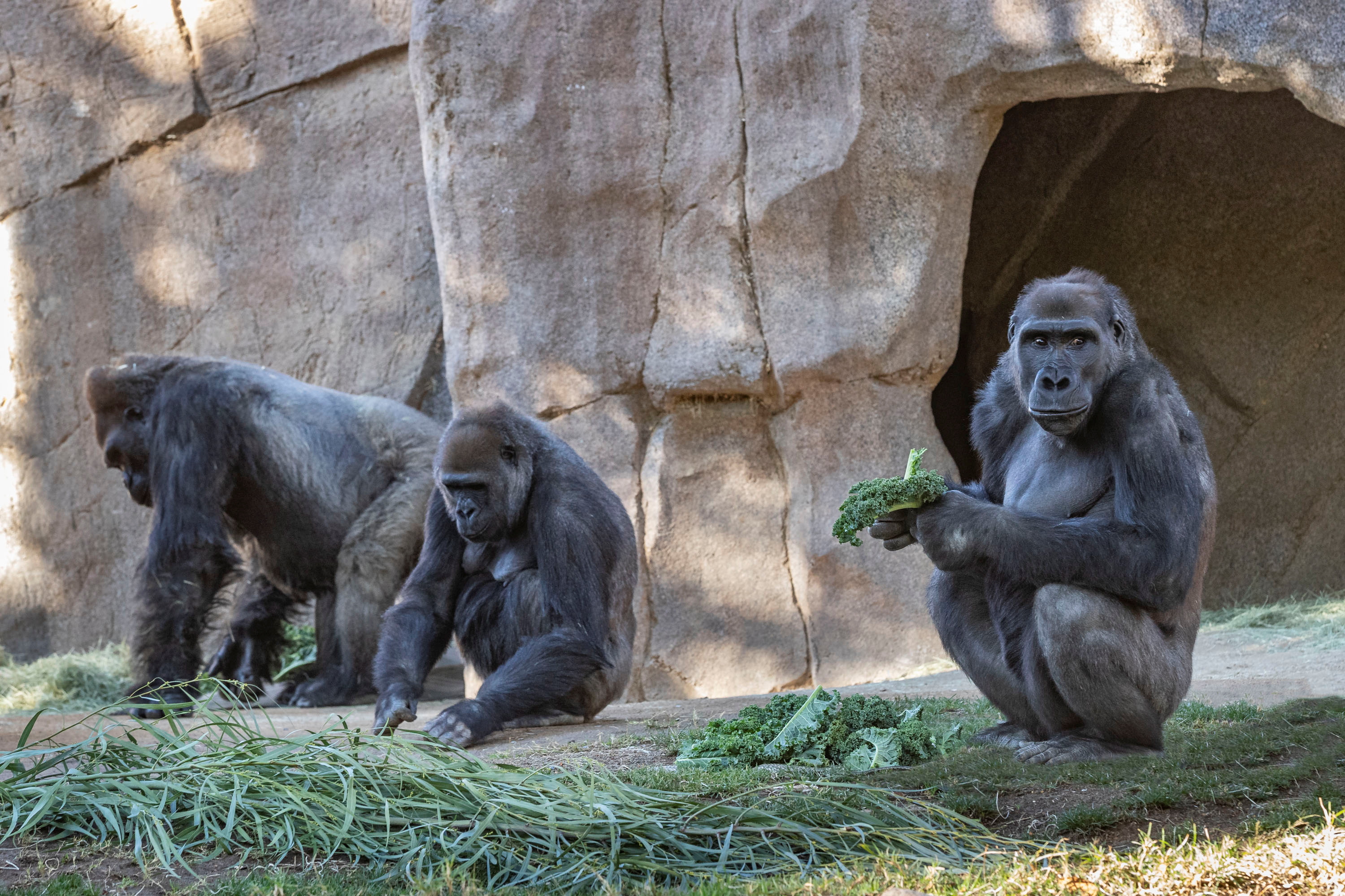 Gorillas sit after two of their troop tested positive for COVID-19 after falling ill, and a third gorilla appears also to be symptomatic, at the San Diego Zoo Safari Park in San Diego, California, US January 10, 2021. Photo: Ken Bohn/San Diego Zoo Global/Handout via Reuters