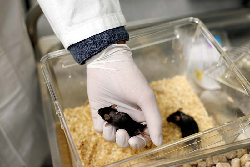 A paralysed mouse is removed from its enclosure in a lab at Ruhr University, where scientists discovered a way to restore the ability to walk in mice that had been paralysed after a complete spinal cord injury, in Bochum, Germany, on January 21, 2021. Photo: Reuters